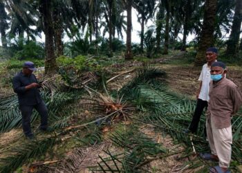 DERAMAN Mamat (dua dari kanan) melihat kerosakan pokok kelapa sawit di ladangnya di Felda Bukit Kuantan, Kuantan, Pahang  yang dipercayai dimusnahkan kumpulan gajah. – UTUSAN/DIANA SURYA ABD. WAHAB