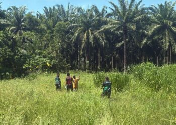 Polis melakukan pencarian senjata parang digunakan lelaki berusia 50 tahun menetak isterinya sehingga parah di Kampung Mangkupa, Kota Marudu, manakala gambar kecil suspek kejadian. - HARDY JOE