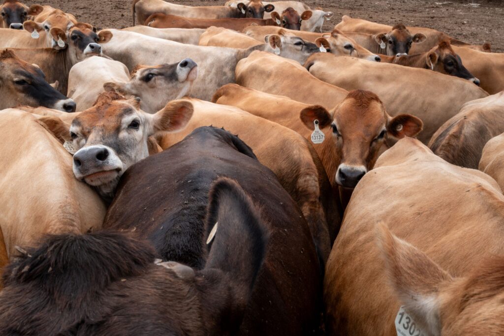 Parasit ulat pemakan daging mengganas di Texas
