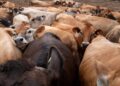 LEMBU dari Texas tidak dibenarkan memasuki Kanada. – AFP