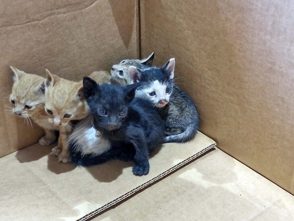 Saving animals stems from compassion, not popularity