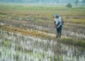 SEORANG pesawah meninjau kawasan sawah di Kampung Jejawi, Arau, Perlis baru-baru ini.- UTUSAN/IZLIZAN OTHMAN