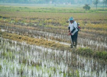 SEORANG pesawah meninjau kawasan sawah di Kampung Jejawi, Arau, Perlis baru-baru ini.- UTUSAN/IZLIZAN OTHMAN