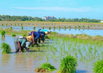 SEKUMPULAN pesawah mengambil upah menyemai benih dan menanam padi di sekitar Kampung Tambun Tulang, Arau, Perlis semalam. – UTUSAN/IZLIZAN OTHMAN