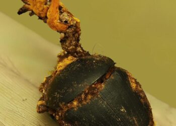 Spesies baharu kulat pembunuh serangga yang ditemukan oleh penyelidik Universiti Malaysia Sabah di Taman Bukit Tawau, Sabah,