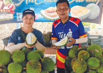 LOH Jek Lan (kiri) dan Zulkifly Mahmud menunjukkan durian Damak King di pekan Damak, Jerantut, Pahang.