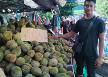 MOHD. Syarul Iman Mohd. Saupi menunjukkan bekalan duriannya di gerai Kampung Kubang Batang Tumpat, Kelantan. - UTUSAN/FOTO ROHANA ISMAIL