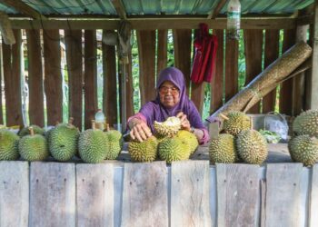 GAYAH Ismail menyusun durian untuk dijual kepada pelanggan di gerainya di Kampung Basung, Hulu Terengganu, Terengganu. – UTUSAN/PUQTRA HAIRRY