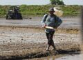 HANYA sebahagian kecil pesawah di kawasan MADA memulakan kerja-kerja penanaman padi bagi Musim 1/2026 apabila proses itu baru mencecah tahap 28.8 peratus.