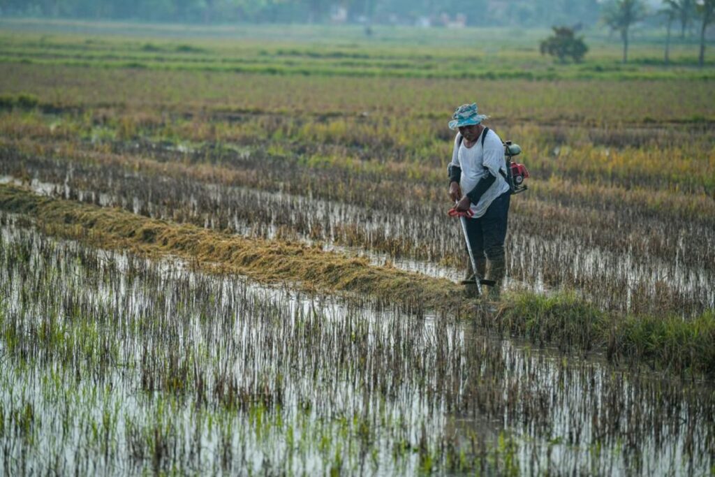 Sara diri beras negara merosot