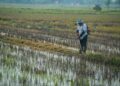 KADAR sara diri (SSR) beras Malaysia menunjukkan penurunan sekali gus menyaksikan hampir separuh daripada bekalan beras negara perlu diimport.-UTUSAN/IZLIZAN OTHMAN
