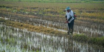 KADAR sara diri (SSR) beras Malaysia menunjukkan penurunan sekali gus menyaksikan hampir separuh daripada bekalan beras negara perlu diimport.-UTUSAN/IZLIZAN OTHMAN