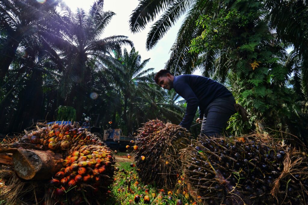Rohingya group urges Malaysia to allow refugees to work in 3D sectors