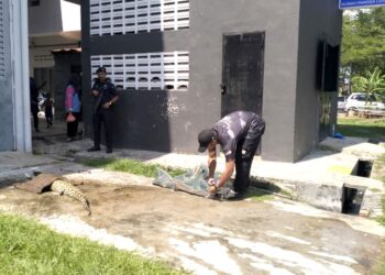 SEORANG anggota Jabatan Perlindungan Hidupan Liar dan Taman Negara (Perhilitan) menyiapkan pengikat untuk membawa anak buaya yang termasuk ke dalam jaring nelayan di Sungai Lereh, Klebang, Melaka. - UTUSAN/AMRAN MULUP