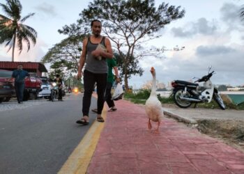 WAN Osman Wan Mohd. Kadir bersama angsanya semasa berjoging di Kampung Pasir Pekan Tengah, Tumpat, Kelantan. – UTUSAN/ROHANA ISMAIL