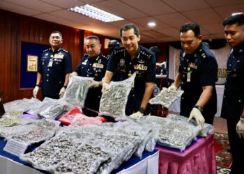 MOHD. Khairi Khairuddin (tengah) menunjukkan bunga ganja yang dirampas dalam sidang akhbar di Ibu pejabat Polis Kontinjen (IPK) Terengganu, Kuala Terengganu. - UTUSAN/PUQTRA HAIRRY
