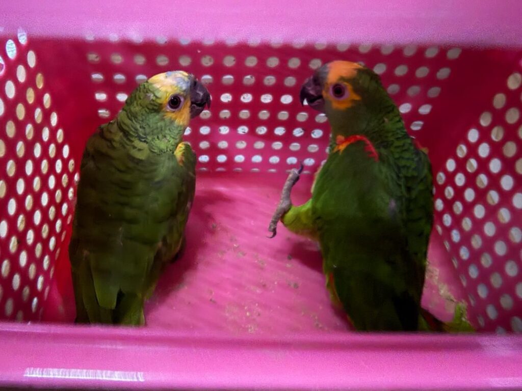Penyeludup lari ke Thailand, tinggal burung lebih RM100,000