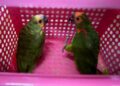 BURUNG eksotik yang diseludup dari Thailand dirampas dalam serbuan di pangkalan haram Kak Nah, Tumpat, Kelantan kelmarin.