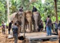 DUA ekor gajah denak digunakan dalam operasi pemindahan gajah liar di Kampung Bongor, Gerik hari ini.