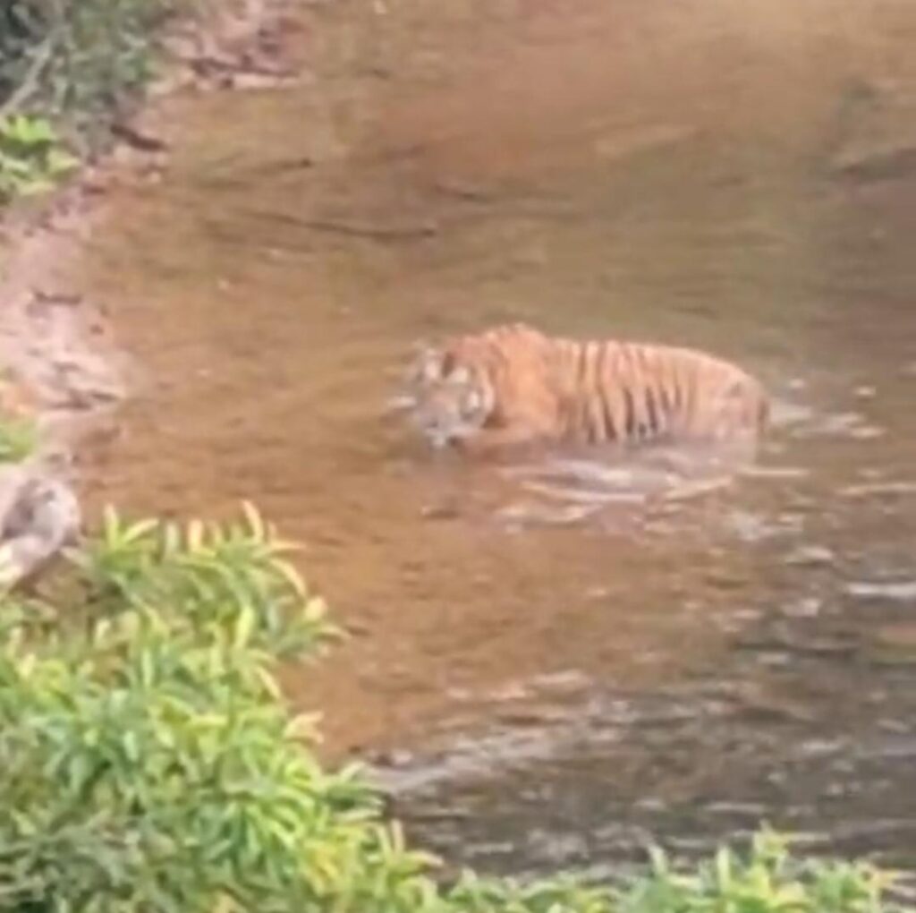 Penduduk cemas pak belang lintas Sungai Relai