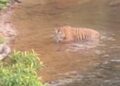 TANGKAP layar harimau belang sedang melintasi Sungai Relai, Gua Musang, Kelantan.