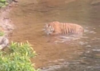 TANGKAP layar harimau belang sedang melintasi Sungai Relai, Gua Musang, Kelantan.