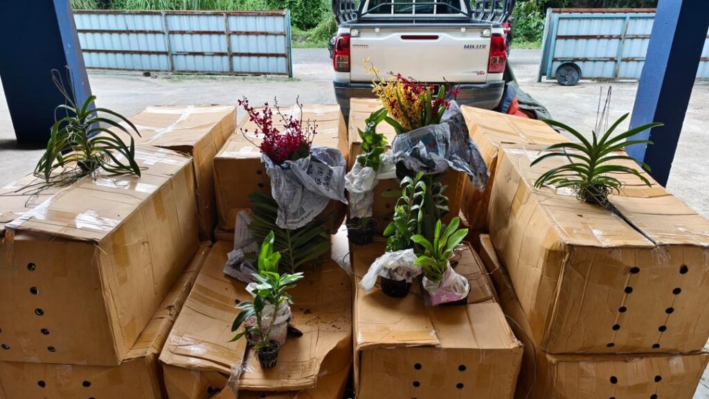 Malaysian border guards seize 1,400 orchids suspected of being smuggled from Thailand