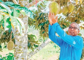 ABDUL Rahman Mohamad menunjukkan buah durian di D’ Banjaran Musang King yang diusahakan di Kampung Menderang, Sungkai, Perak.