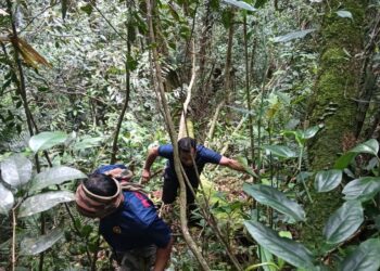 ANGGOTA bomba menjalan operasi mencari Jaslinda Saludin yang hilang di Gunung Batu Putih di Tapah sejak 24 Mei lalu. - FOTO IHSAN JBPM PERAK