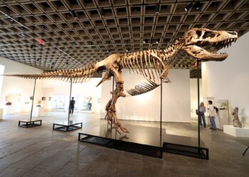 RANGKA lengkap spesimen Tyrannosaurus rex dipamerkan semasa pratonton media di bangunan Sotheby's Breuer di New York.-AFP