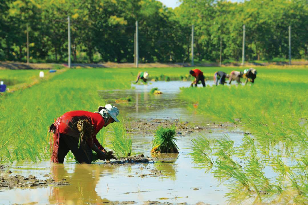 R&D varieti benih padi gagal tingkat hasil? R&D varieti benih padi gagal tingkat hasil?