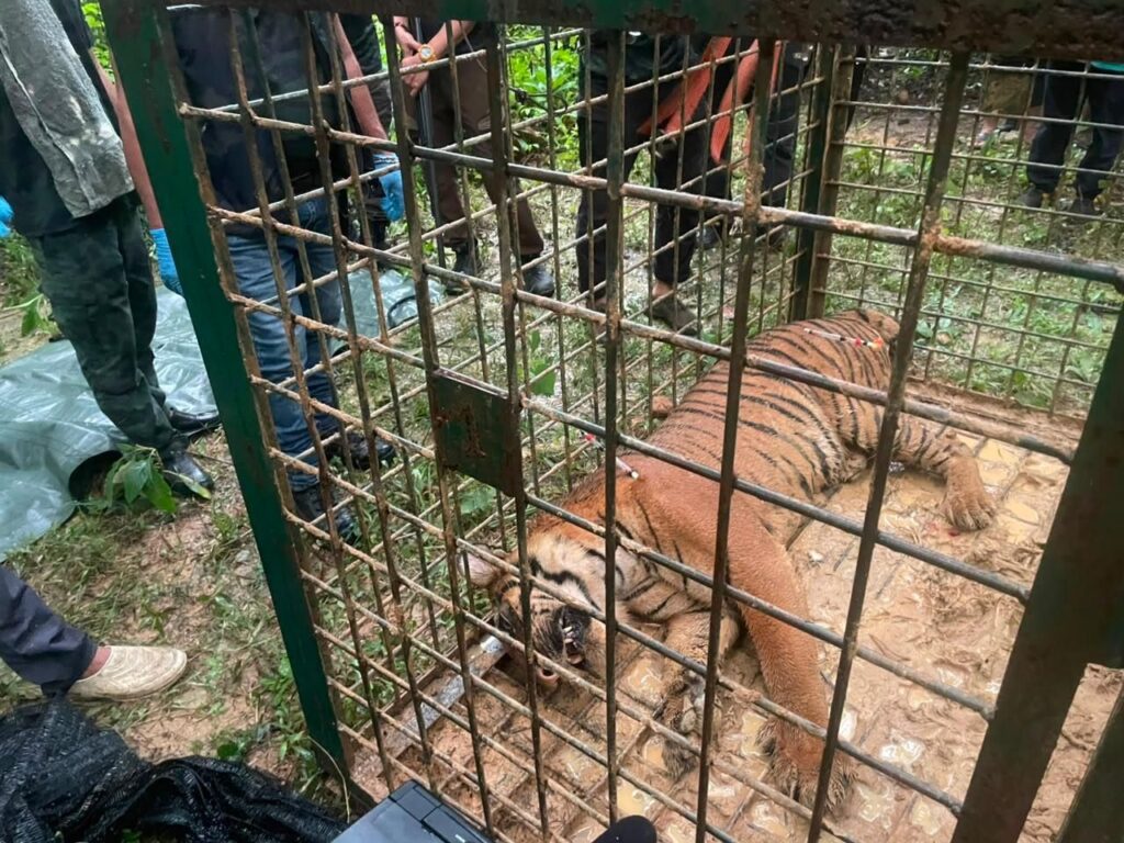 Tiger caught in trap after five days