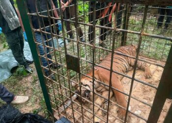 HARIMAU belang betina yang berjaya ditangkap Rabu lalu selepas memasuki perangkap dipasang Perhilitan Perak di sebuah kandang lembu persendirian di kawasan Hulu Kinta, Ipoh.
