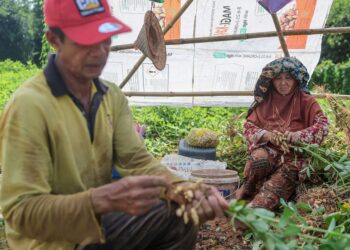 RASHID Che Embong dan Minah Ibrahim melakukan kerja-kerja mengasingkan kacang tanah di kebun mereka di Kampung Kuala Menjing, Hulu Terengganu, Terengganu. – UTUSAN/PUQTRA HAIRRY