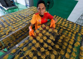Pengurus Operasi Mee Karjo, Ahmad Sykur Nordin, sedang melakukan proses pembuatan Mi Siput, di Kampung Sri Gading, Batu Pahat. -UTUSAN/SHIDDIEQIIN ZON