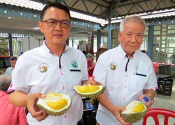 TAN Hu Hoi (kiri) menunjukkan durian Musang King dihasilkan pekebun dari Gua Musang pada Pesta Durian Musang King di Kompleks Perdana MDGM, Gua Musang, Kelantan semalam.