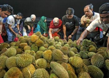LAMBAKAN durian menyebabkan kejatuhan harga serendah 50 sen hingga RM 1 sebiji menjejaskan pendapatan pengusaha raja buah itu. 
– Utusan/AMIR KHALID