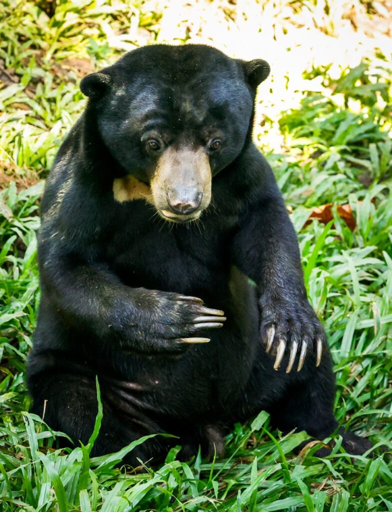 Fulung the sun bear: A life shaped by human affection