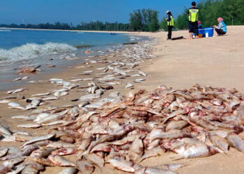 PEGAWAI Jabatan Alam Sekitar(JAS) melakukan pemeriksaan di lokasi ribuan bangkai ikan terdampar di Pantai Cherating di Kuantan, Pahang.