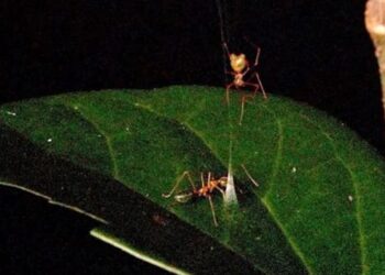 SEMUT hijau menghampiri perangkap yang dipasang pada sehelai daun hijau, manakala labah-labah ballista menunggu di bahagian atas.
– AGENSI
