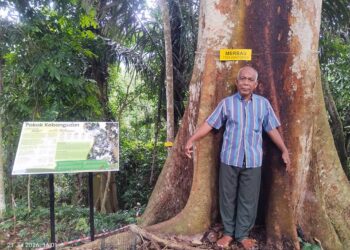 ABDUL Majid Hussin berada di pangkal pokok merbau yang berusia seabad di Kampung Kuala Keloi di Raub, Pahang. – UTUSAN/HARIS FADILAH AHMAD