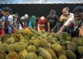 LAMBAKANbekalan berpunca daripada pertambahan kawasan tanaman termasuk varieti premium sejak beberapa tahun kebelakangan ini.-UTUSAN/AMIR KHALID.