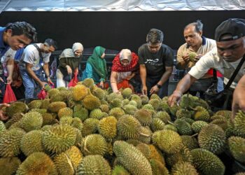 LAMBAKANbekalan berpunca daripada pertambahan kawasan tanaman termasuk varieti premium sejak beberapa tahun kebelakangan ini.-UTUSAN/AMIR KHALID.