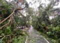 SEBATANG pokok tumbang di Lorong 4/49E dipotong dan dibersihkan oleh pihak berkuasa.