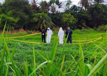 PASUKAN forensik sedang menjalankan siasatan berhubung penemuan rangka manusia di sebuah kebun berhampiran Kampung Behor Mali, Kangar, Perlis.-UTUSAN/MEDIA SOSIAL
