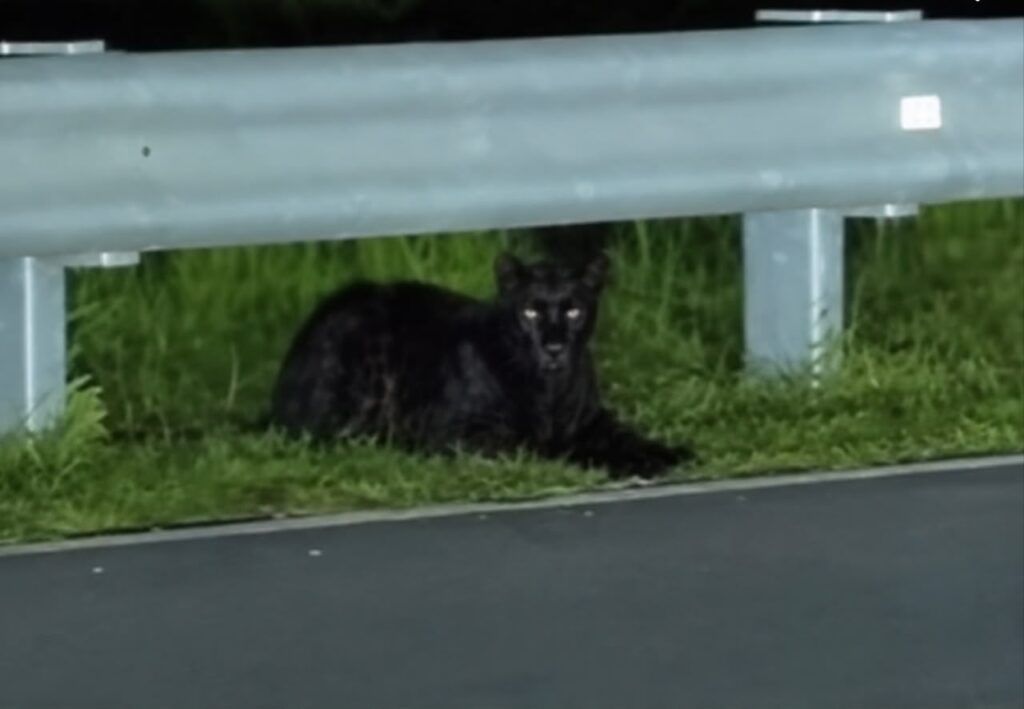 Clouded Leopard Sighting Near Malaysian Tourist Spot Causes Concern