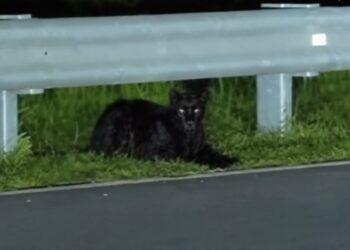HARIMAU kumbang yang kelihatan kurus ditemukan orang awam berhampiran Pengkalan Gawi ,Tasik Kenyir, Terengganu. - MEDIA SOSIAL