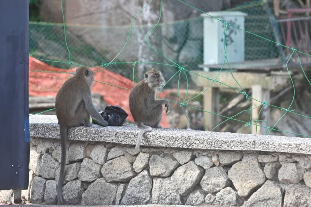 Monkeys terrorize visitors at Malaysia's Teluk Cempedak beach