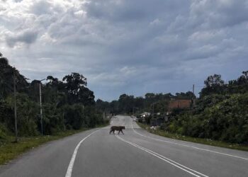 GAMBAR harimau yang dikatakan di Chemor dekat Ipoh yang tular dalam media sosial dipercayai merupakan hasil janaan AI.