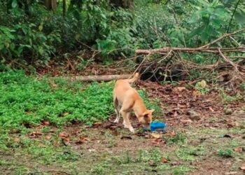 TINDAKAN sewajarnya perlu diambil jika haiwan seperti anjing mula mengancam keselamatan dan nyawa manusia demi menjaga kemaslahatan serta kesejahteraan masyarakat.